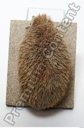 Hedgehog - Erinaceus europaeus